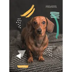 PROARTE - Cuaderno Animales Adorables Carta 150 Hojas 7 mm Surtido