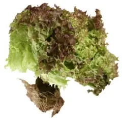 VERDURAS - Hojas Lollo Bionda Envasada 150 g