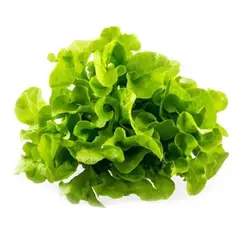 VERDURAS - Lechuga Roble