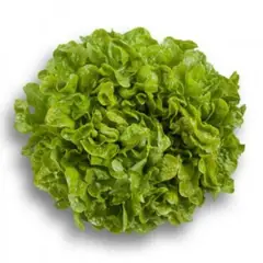 VERDURAS - Lechuga Hidropónica Llollo Rosa