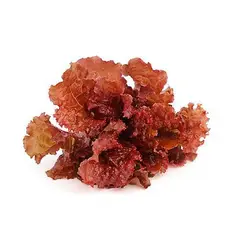 VERDURAS - Lechuga Marina Roja