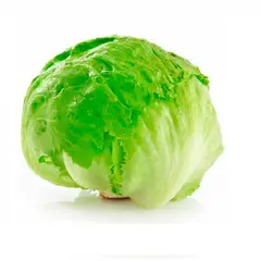 TOTTUS - Lechuga Escarola