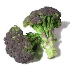 TOTTUS - Brócoli Purpura