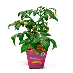 VERDE AROMA - Tomate Cherry Orgánico Verde Aroma