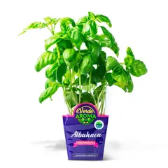 VERDE AROMA - Albahaca Orgánica Verde Aroma