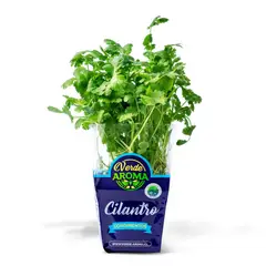 VERDE AROMA - Cilantro Orgánico Verde Aroma